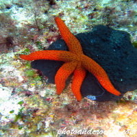 Sea Stars